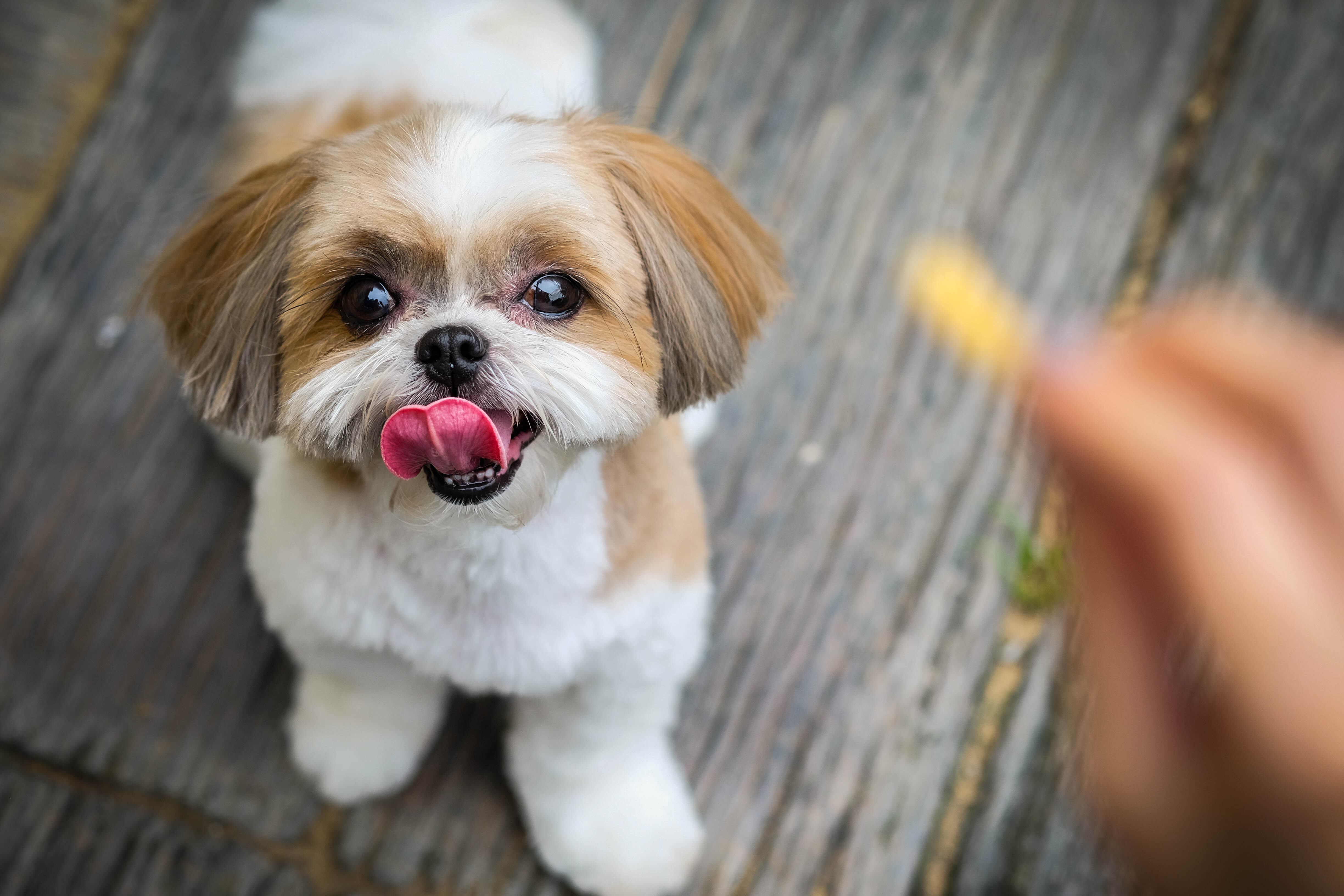 shih tzu dog is looking a snack