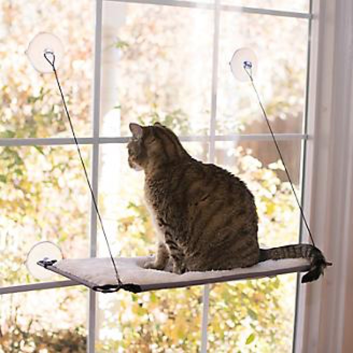 gray cat looking out window, cat playground