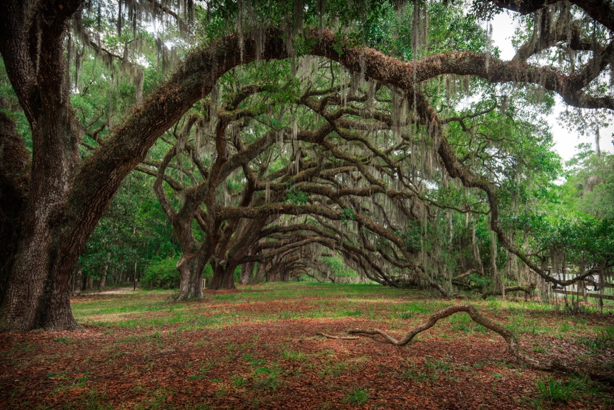 Oaks Avenue at Dixie Plantation, Hollywood, South Carolina USA - Image