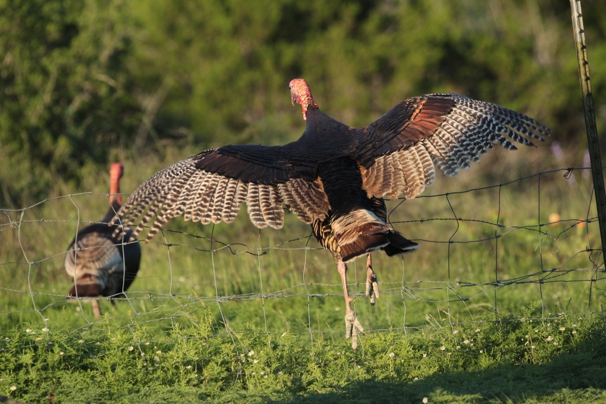 soaring turkey