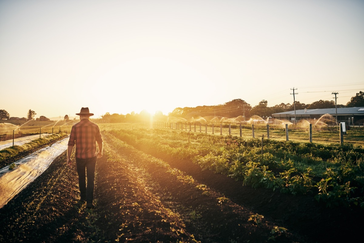 Rearview shot of a male farmer tending to his crops on the farm