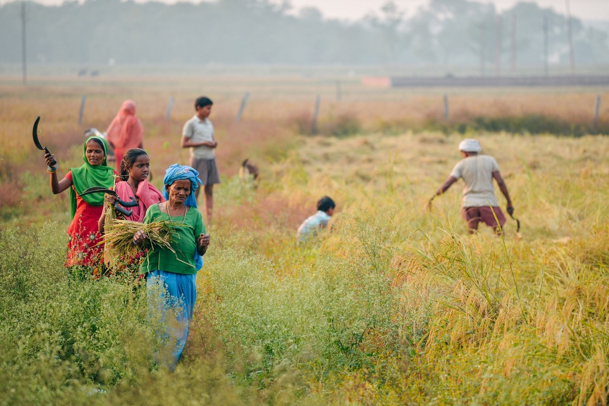 indian family working at rice field