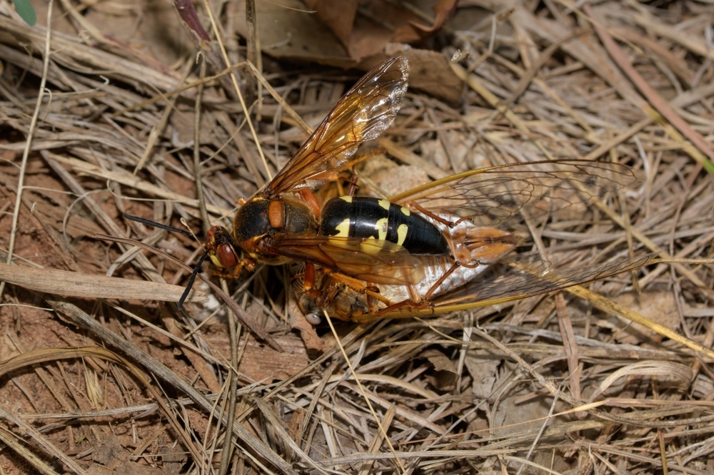 A top down view of a cicada killer wasp killing a cicada