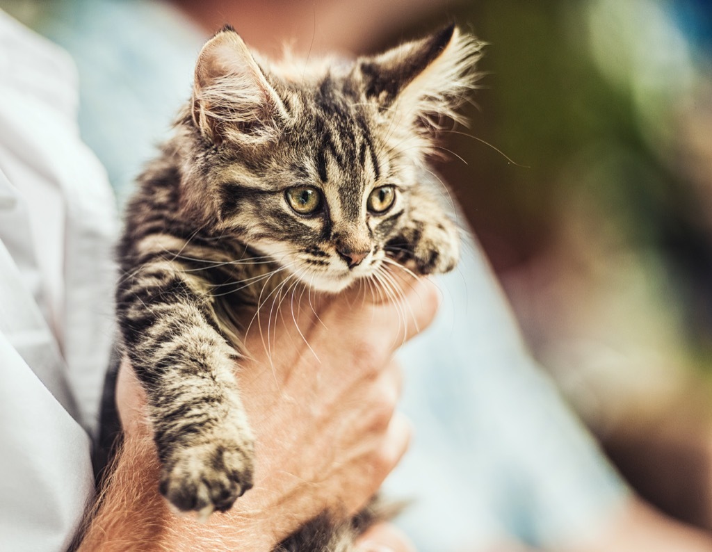 man holding cute kitten