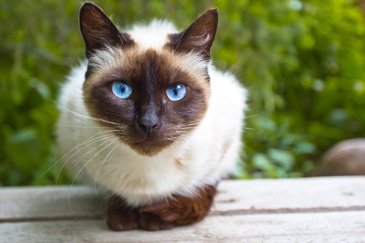 Siamese cat