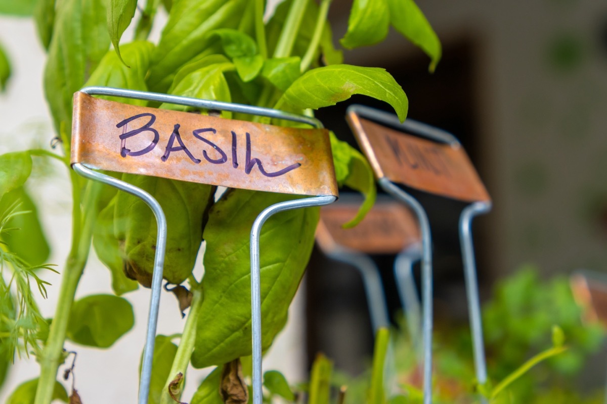 labels in herb garden