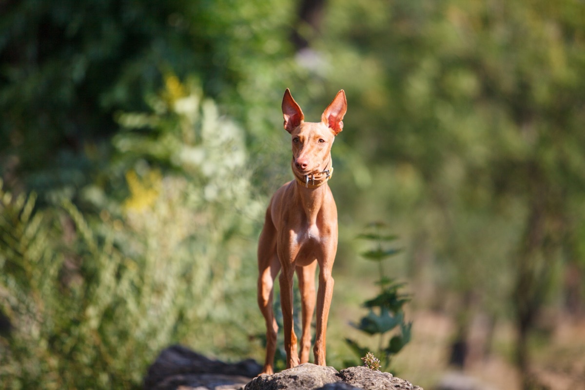 Cirneco dell'etna dog breed