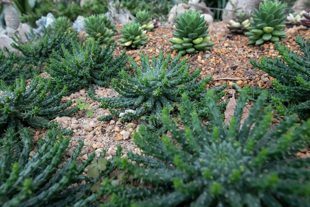 Medusa's Head terrifying plants