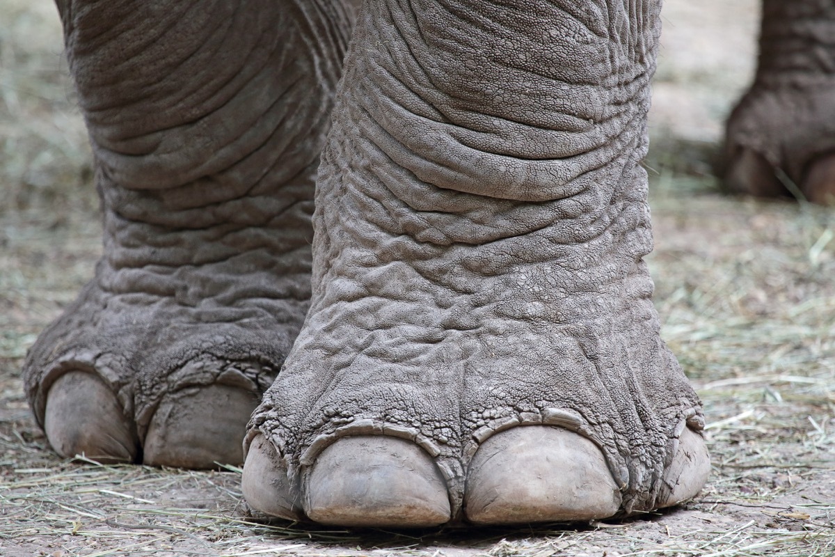 elephant foot