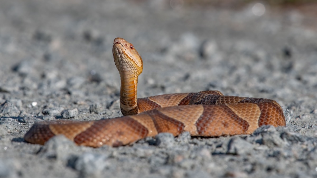 copperhead snake looking up