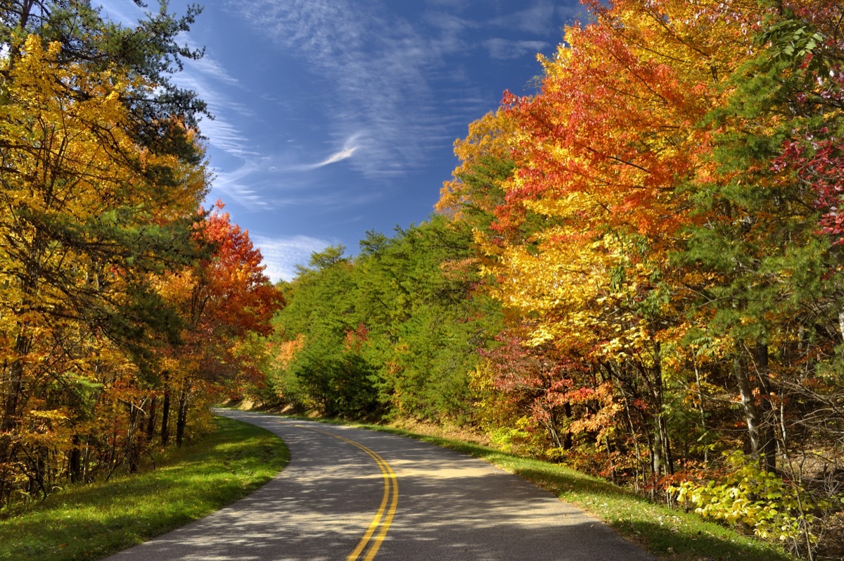 foliage while driving through foothills parkway west great smoky mountains national park