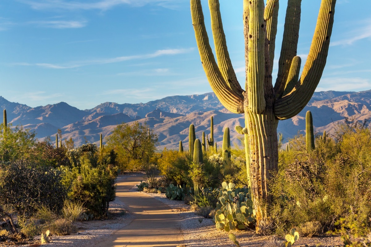 saguaro national park