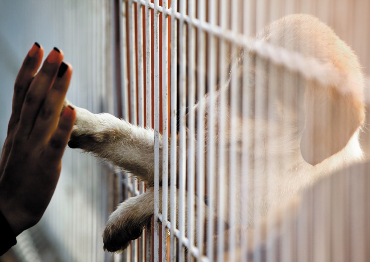 Woman reaching out to touch a dog's hand at the animal shelter