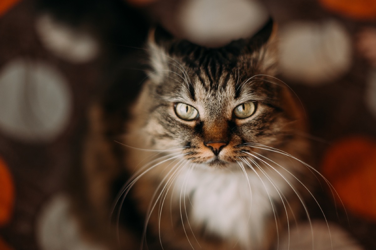 long haired cat with extra long whiskers