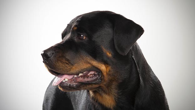 Image result for rottweiler