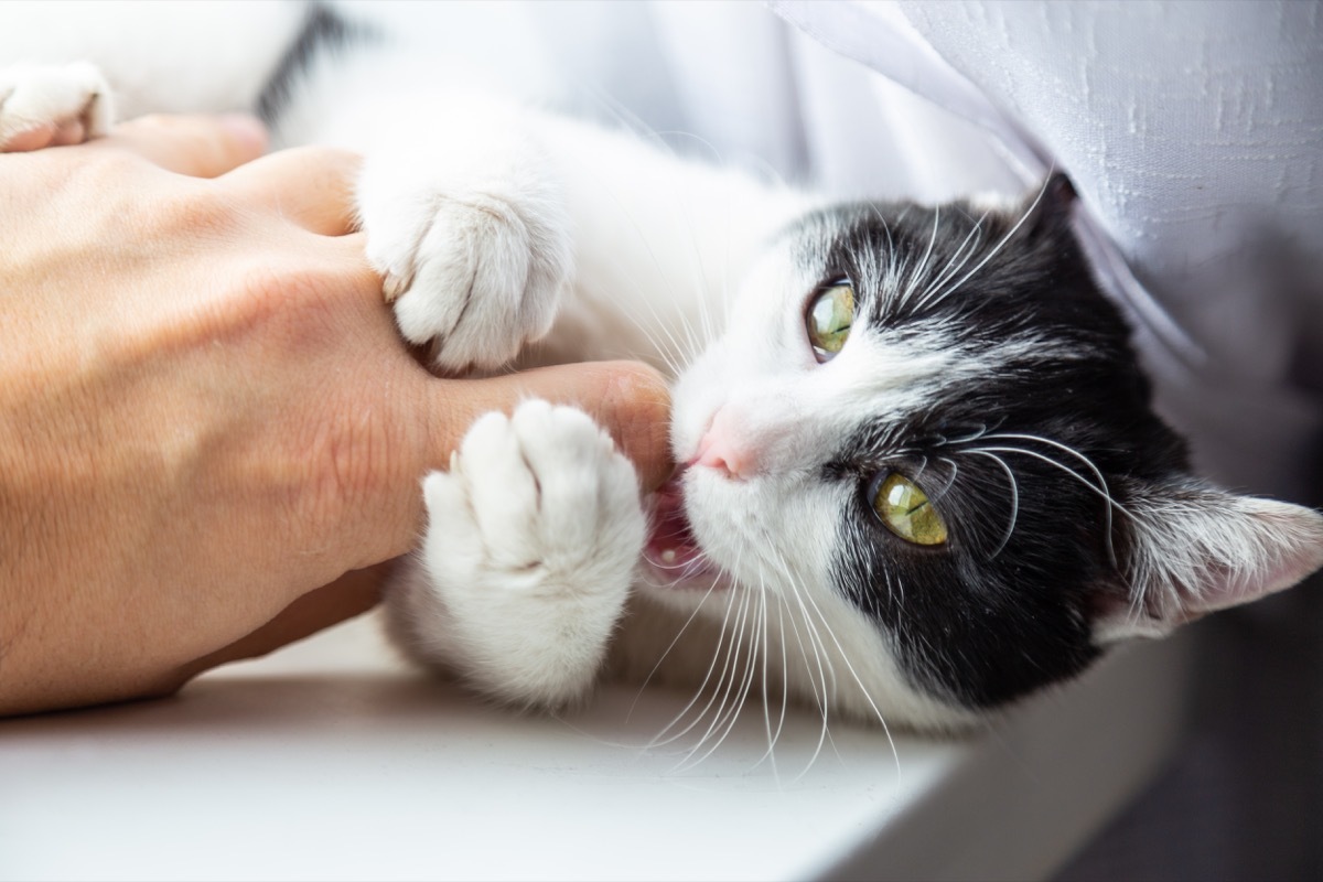 Cat playing with a caucasian human hand.