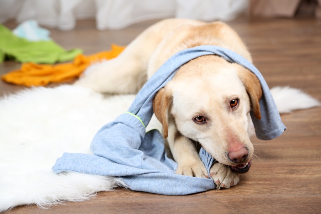 Dog chewing on a shirt