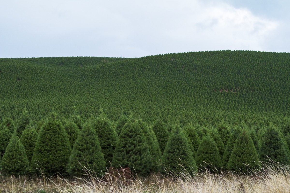 many christmas trees at a christmas tree farm