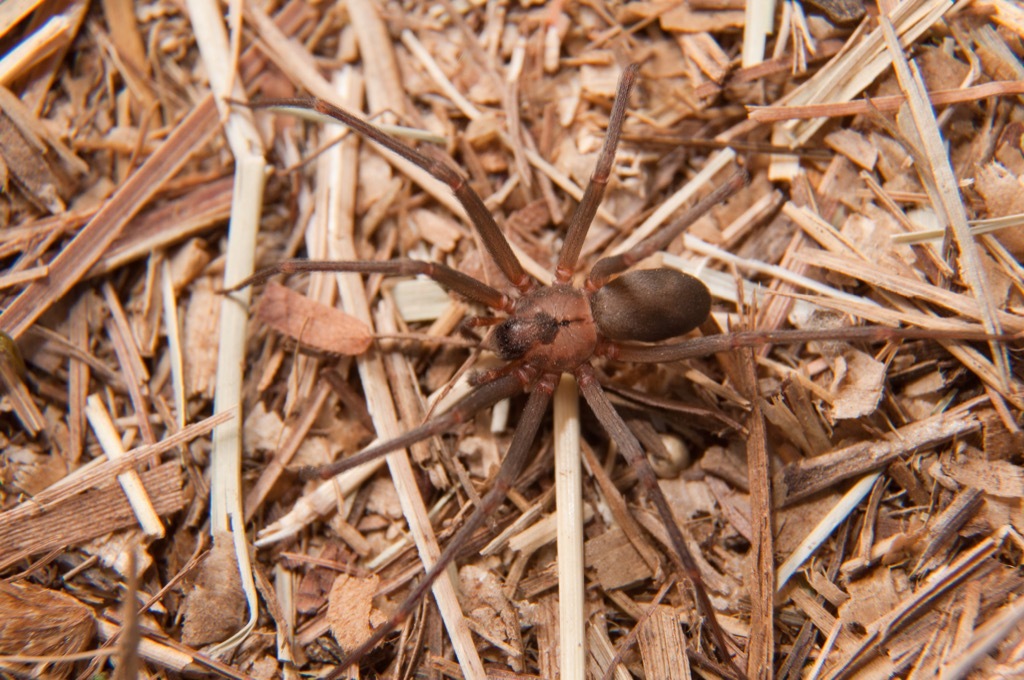 Brown recluse spider