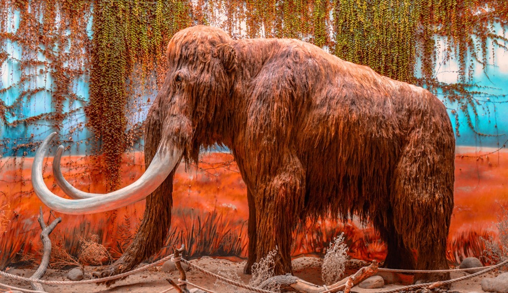 Woolly Mammoth display for the future