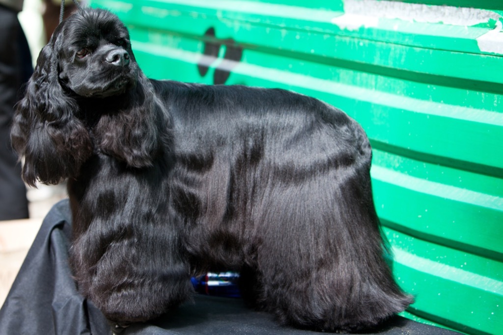 kate was given a cocker spaniel for her wedding royal wedding facts