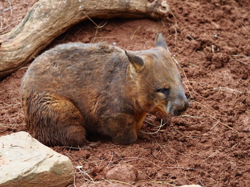 wombat animal facts