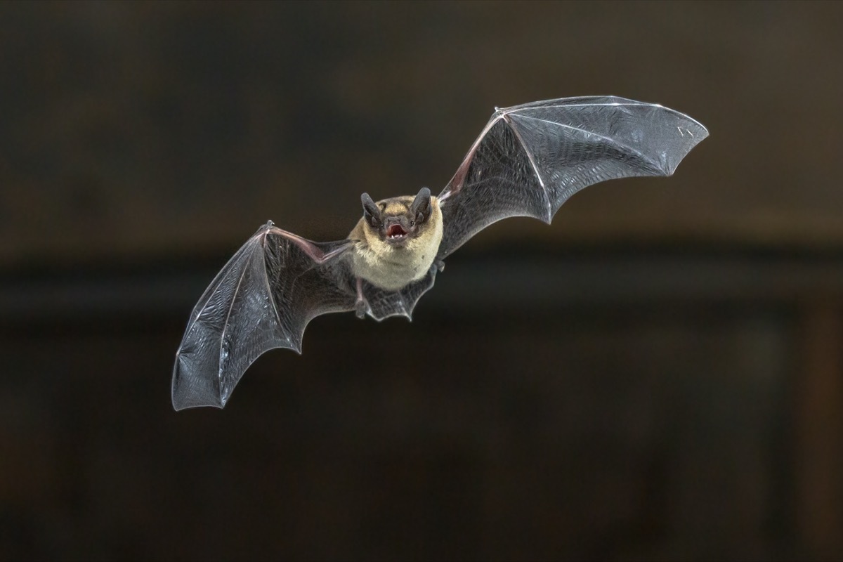 bat (Pipistrellus pipistrellus) flying on wooden ceiling of house