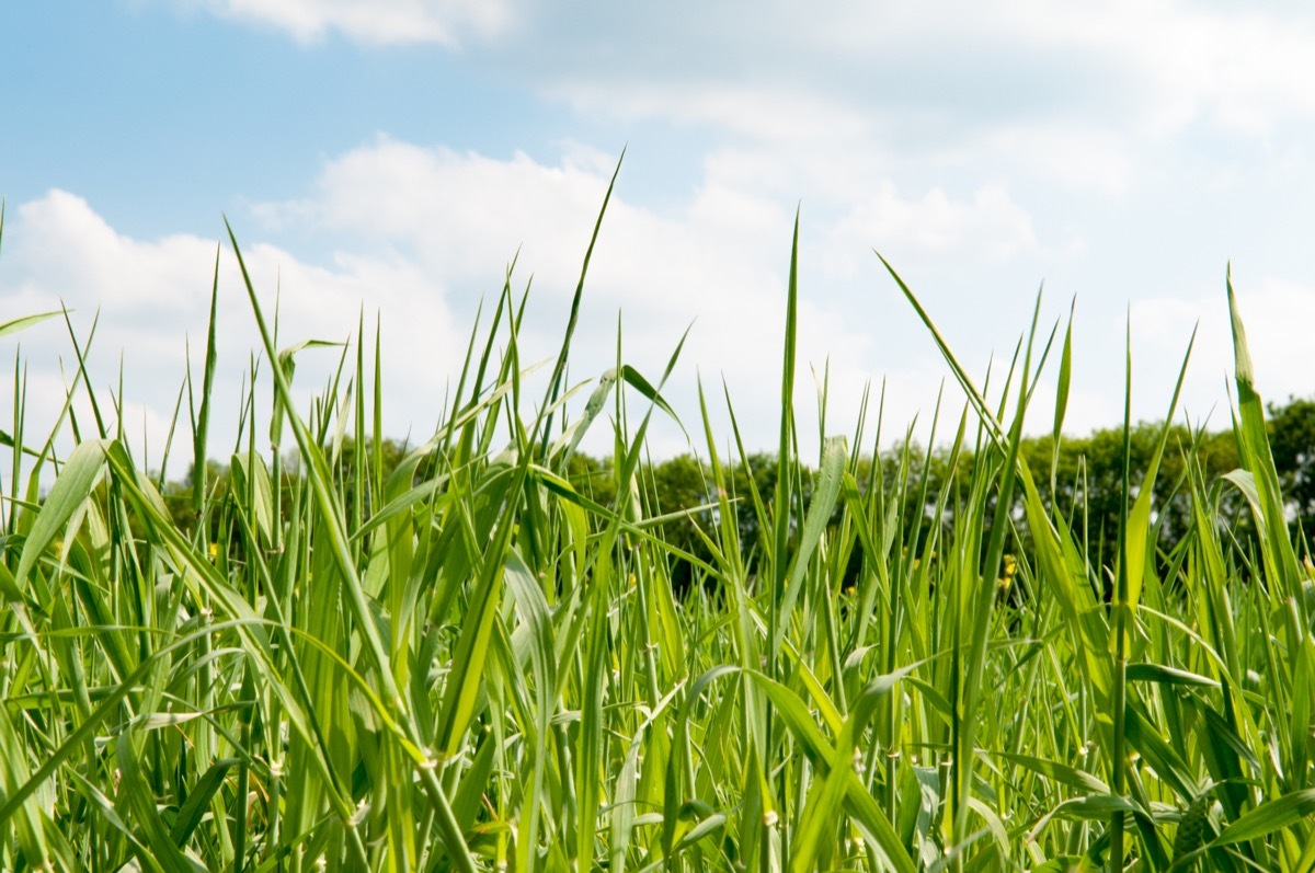 tall grass in a field that hasn't been cut