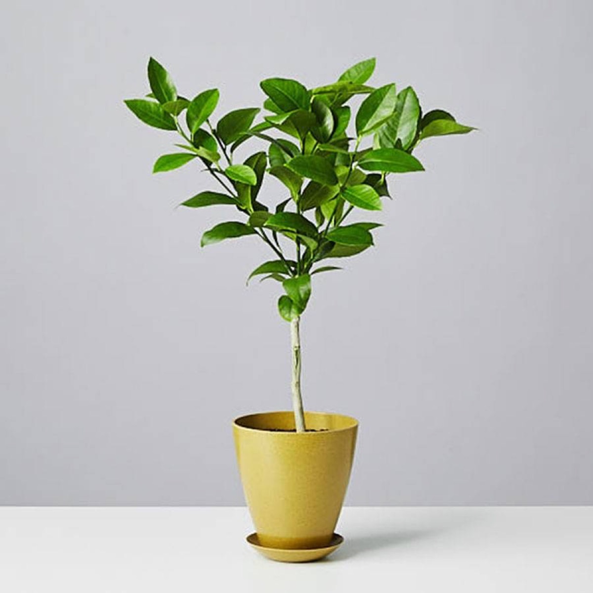 small meyer lemon tree in green pot