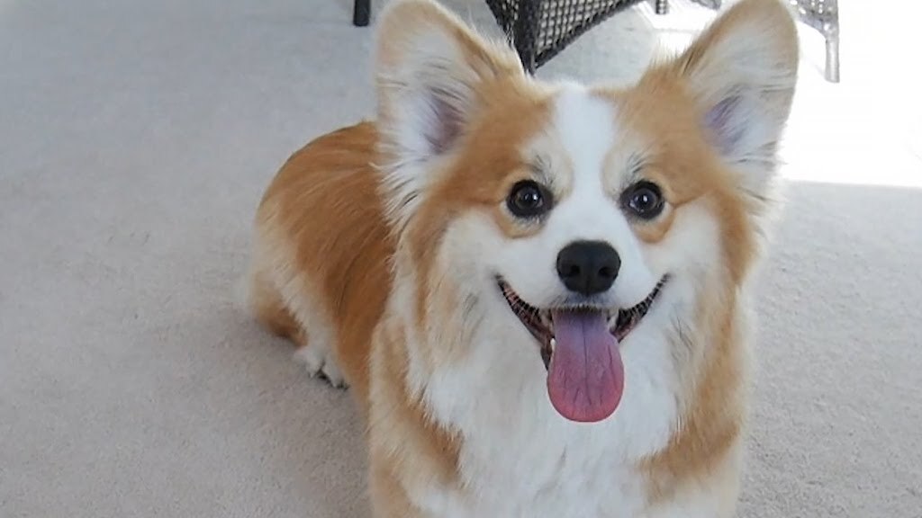 corgi