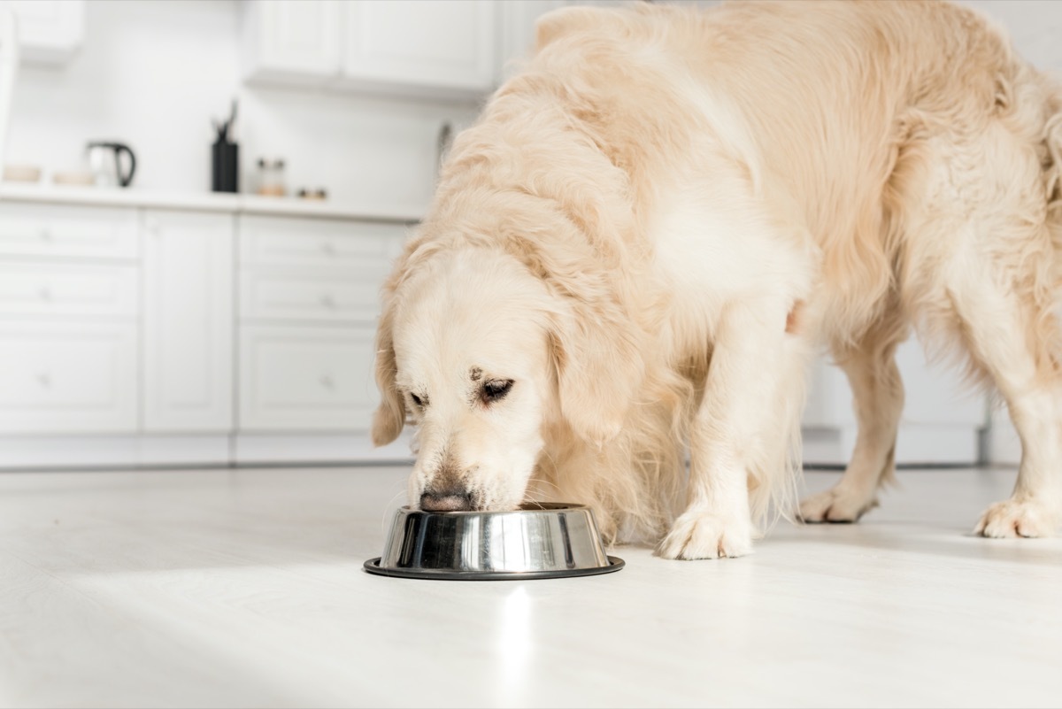 retriever eating dog food