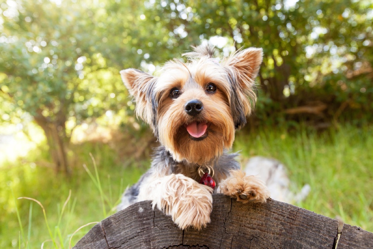 yorkie on a log outside