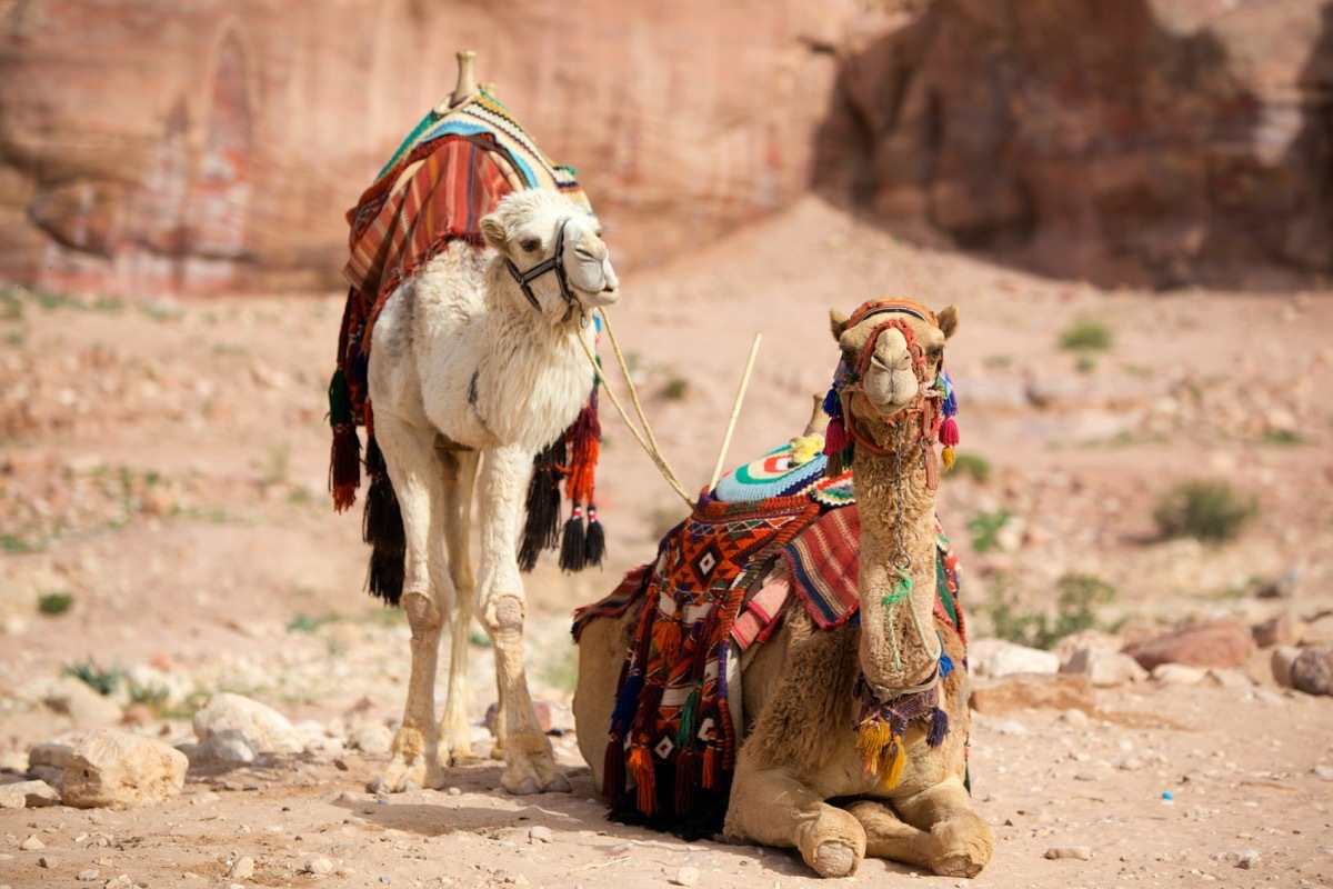 two camels sitting in petra jordan, animal facts