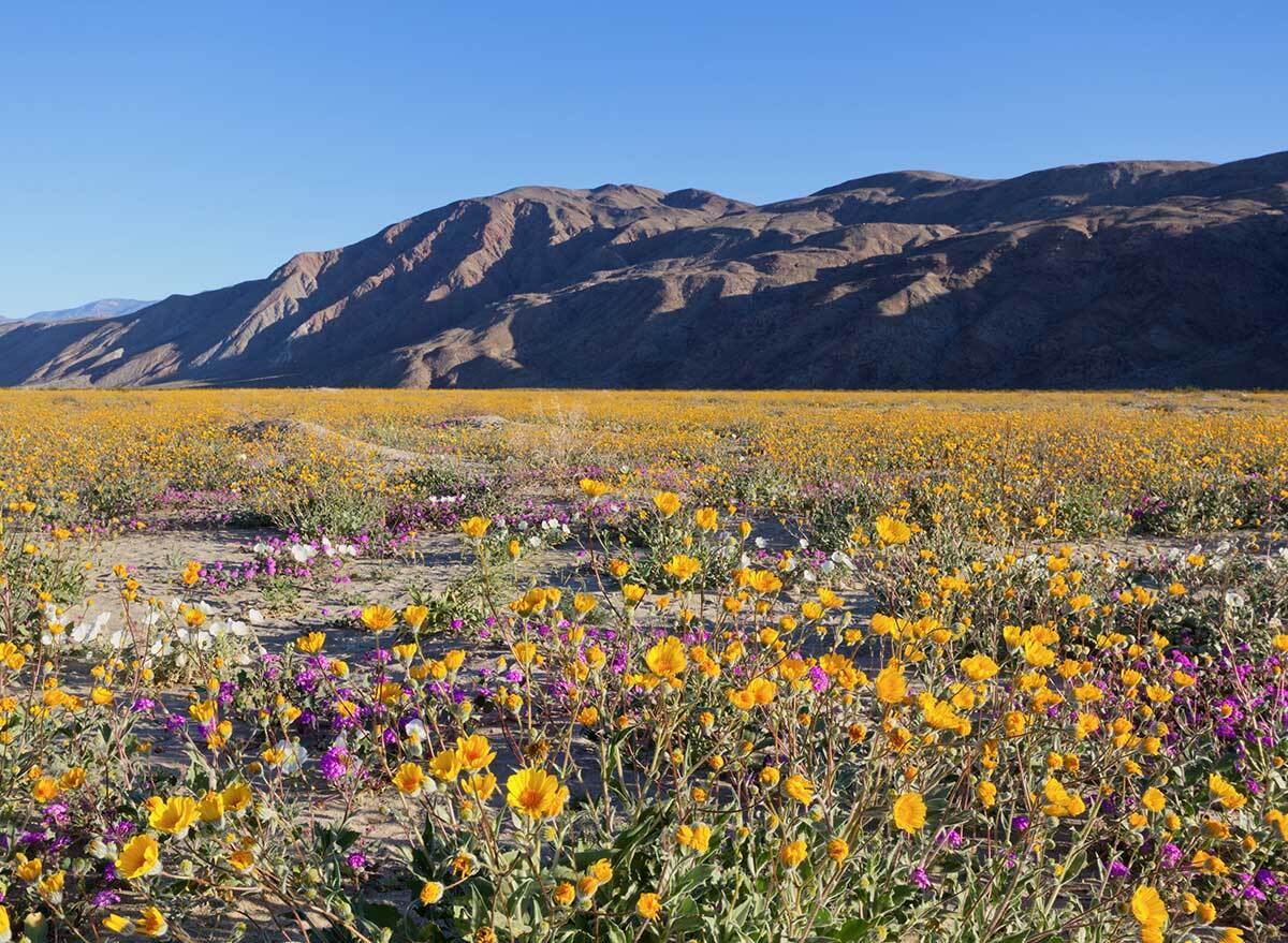 wildflower field in california