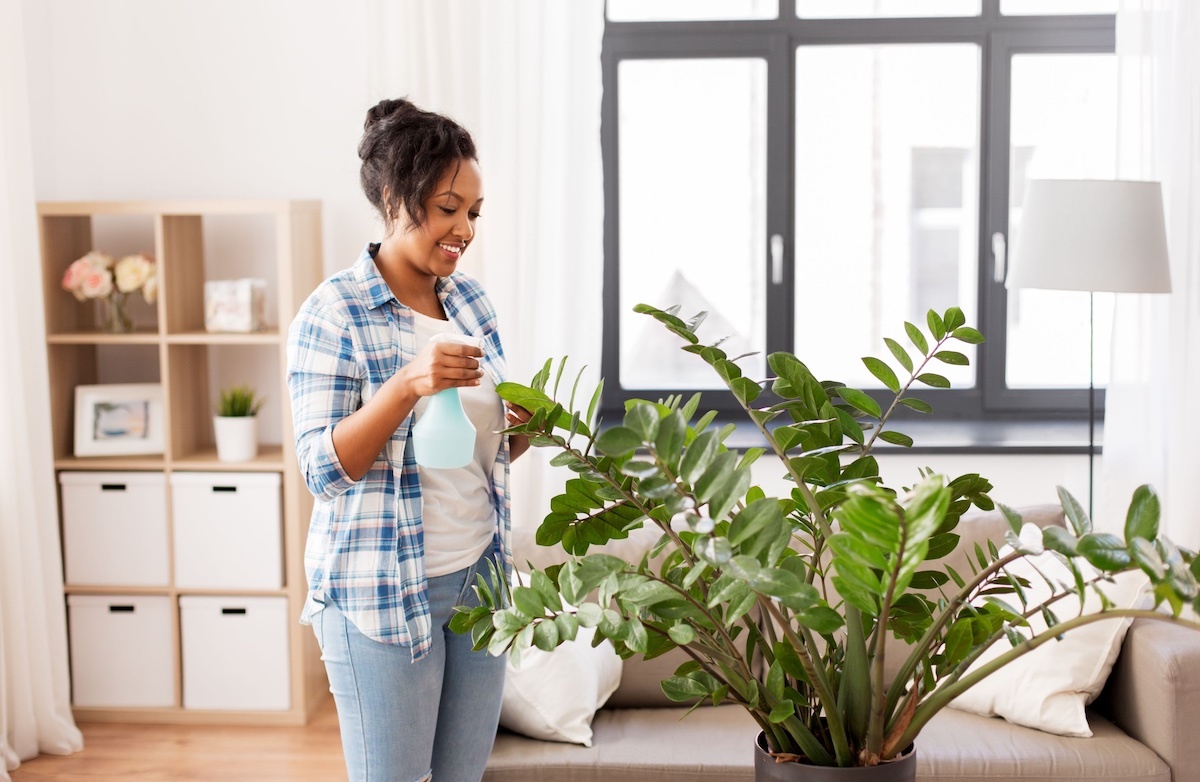 woman watering a large ZZ plant with a spray bottle