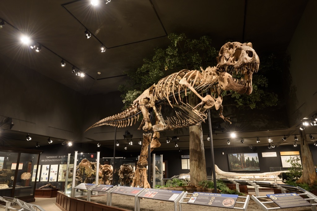 tyrannosaurus rex dinosaur skeleton