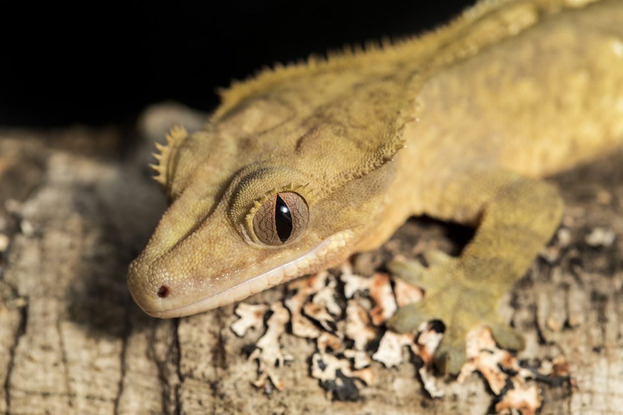 A closeup of a crested gecko