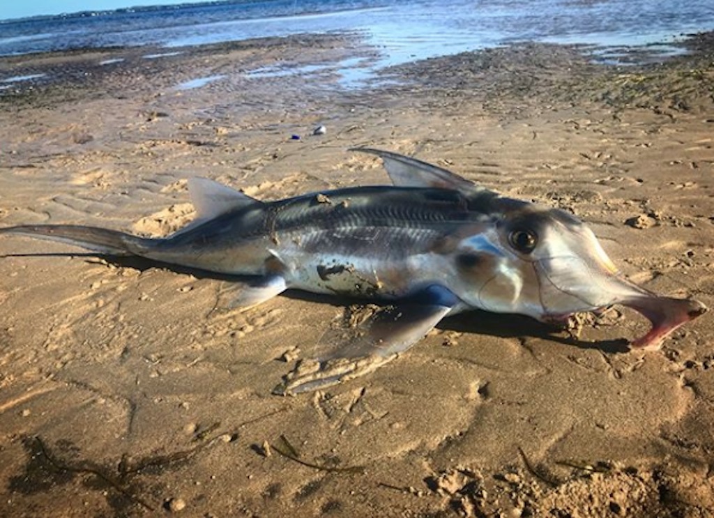 Elephant Shark 30 oldest animals on earth