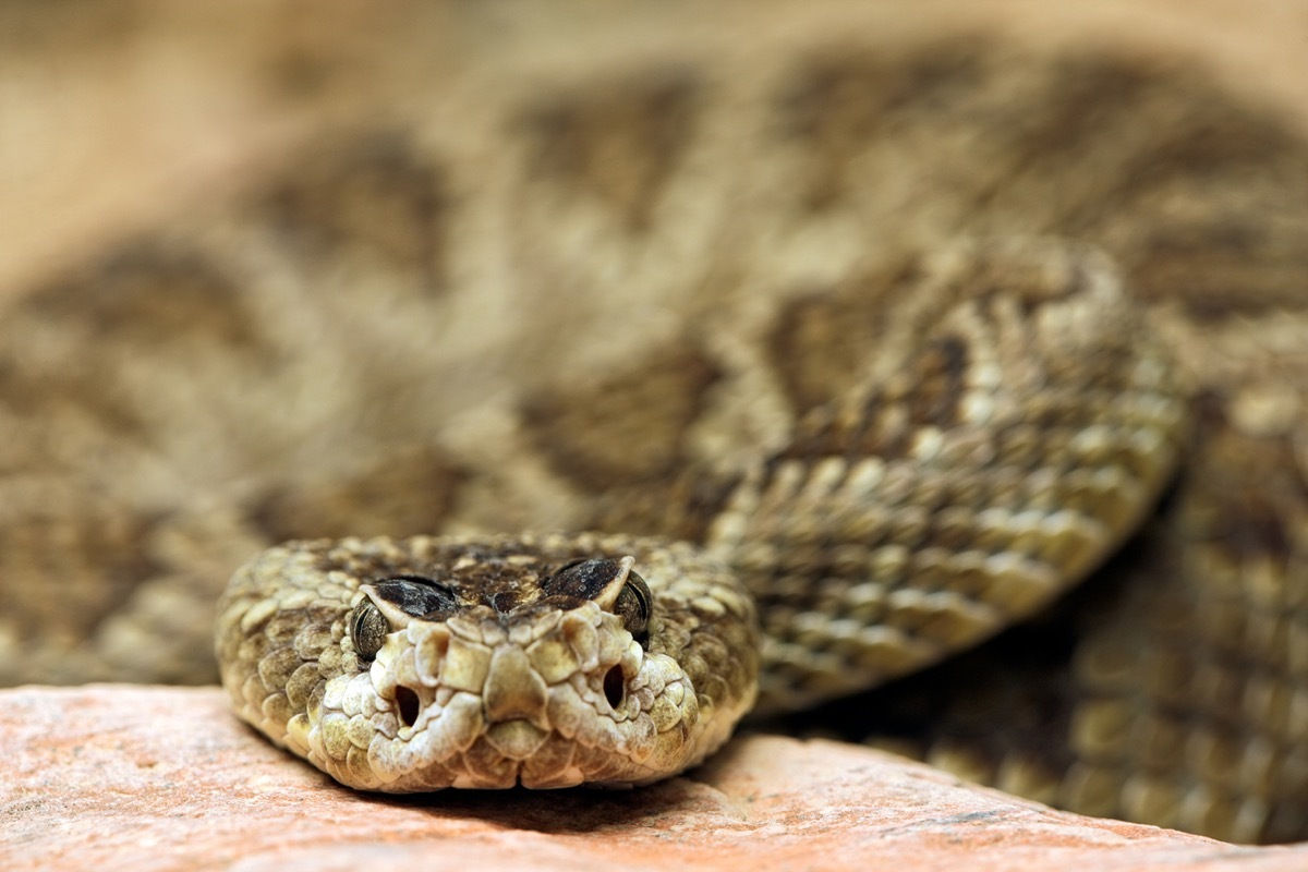 Close-up of rattlesnake resting its head on a warm rock. AZ.