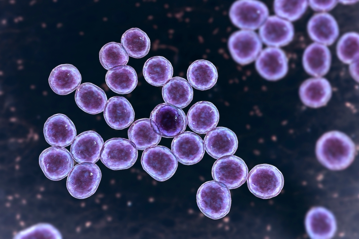 Microscopic view of Staphylococcus aureus bacteria