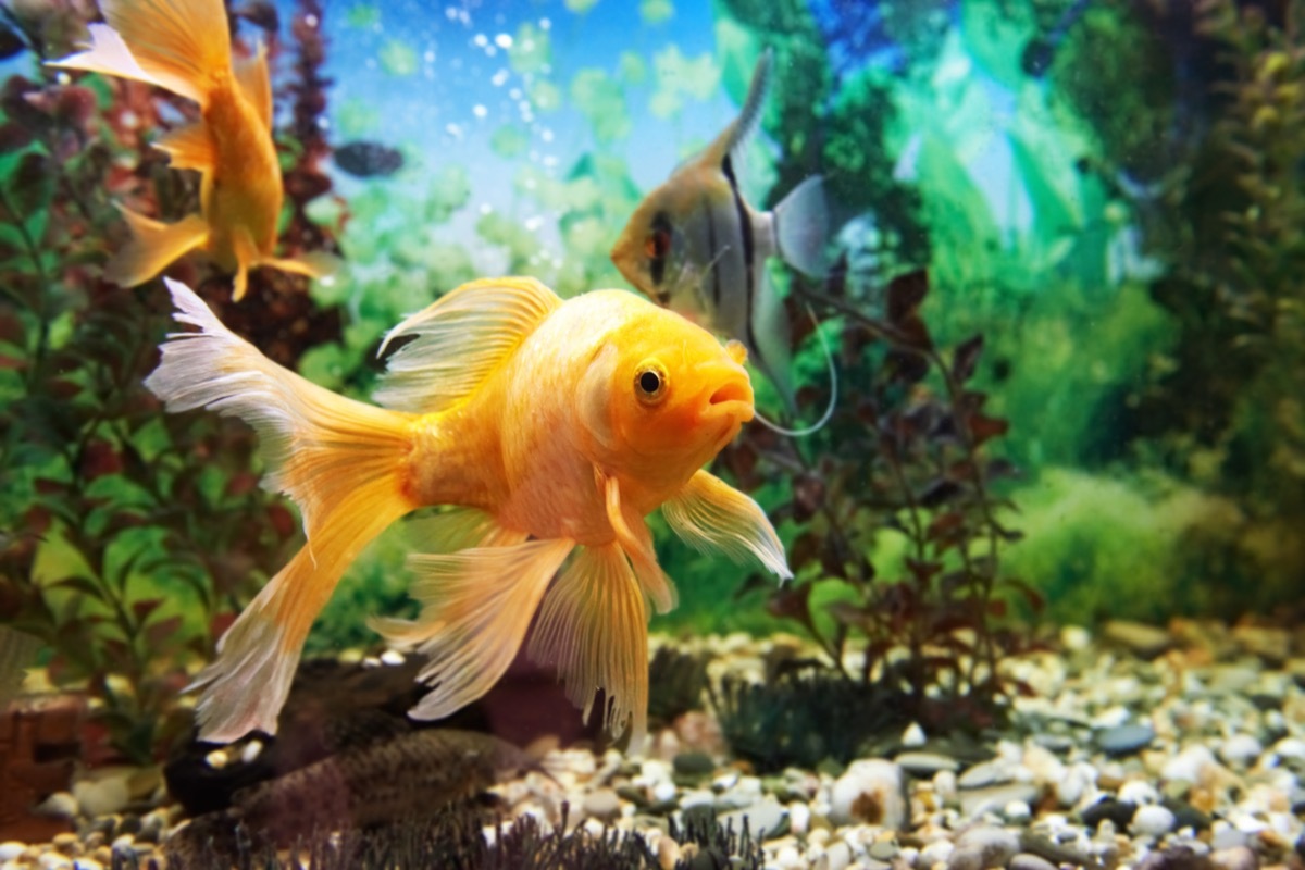 orange tropical fish in tank