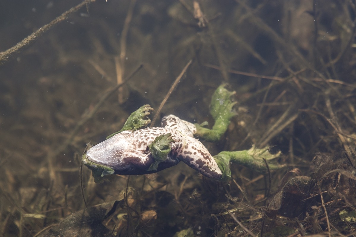 Frozen Wood Frog {How Do Animals Stay Warm}