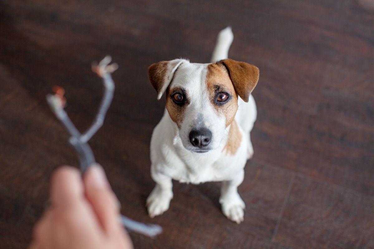 dog chewed wire