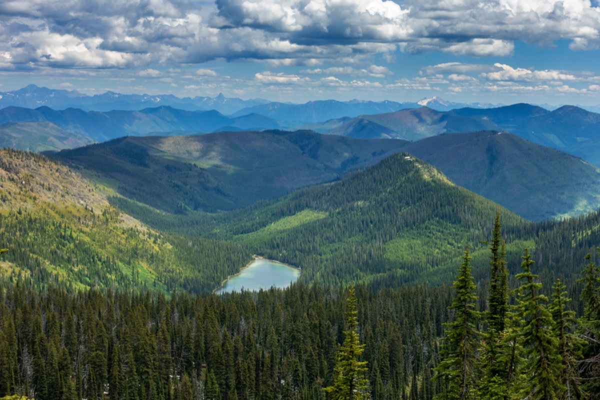 flathead national forest