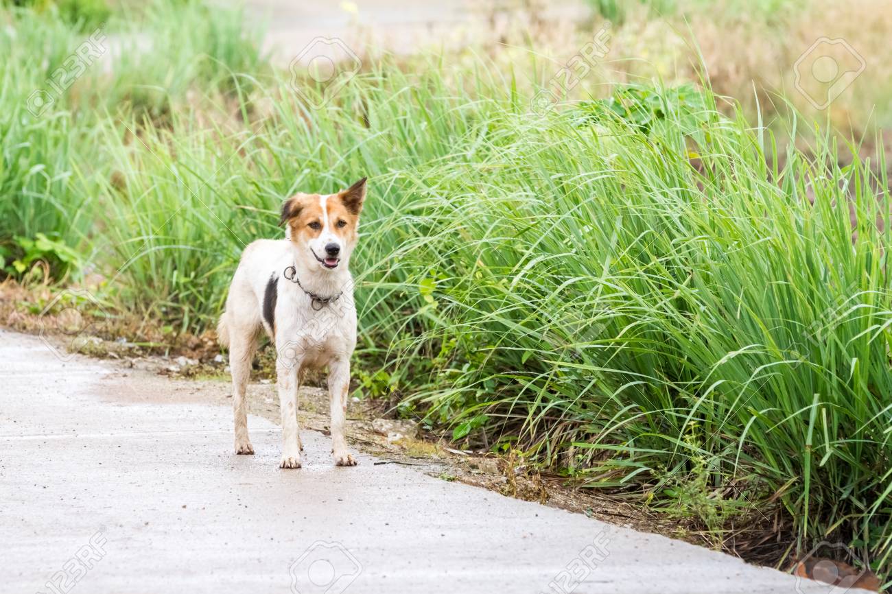 Image result for dog side road