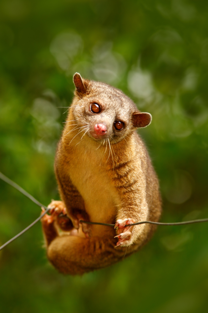 Kinkajou Craziest Pets