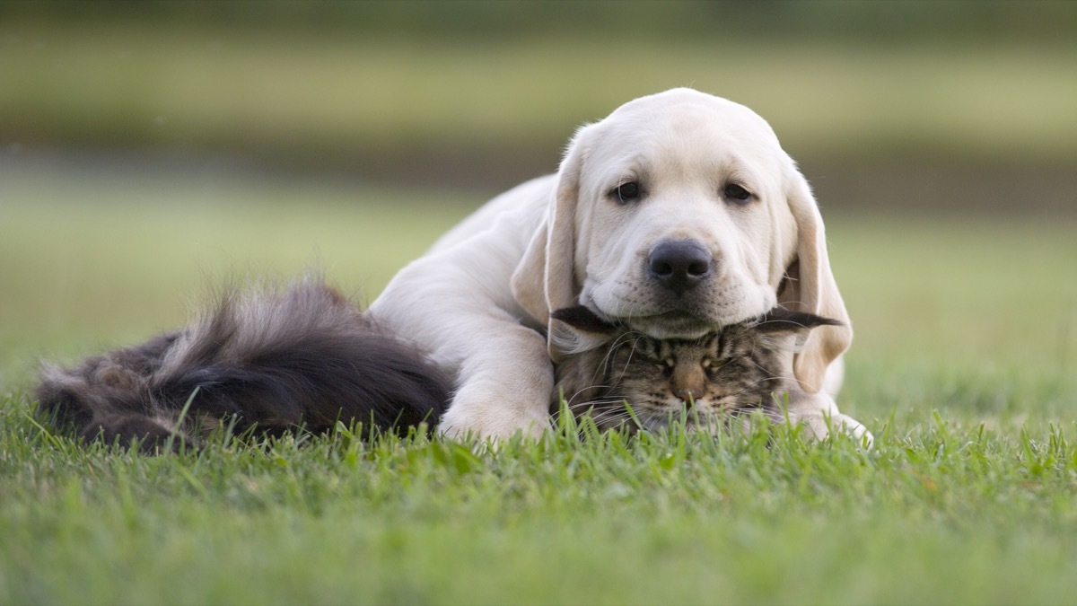 Dog sleeping on a cat