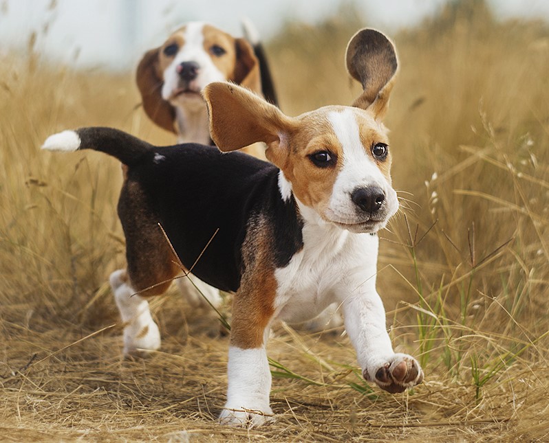 Beagle | 9 of The Best Family Friendly Dog Breeds | Her Beauty