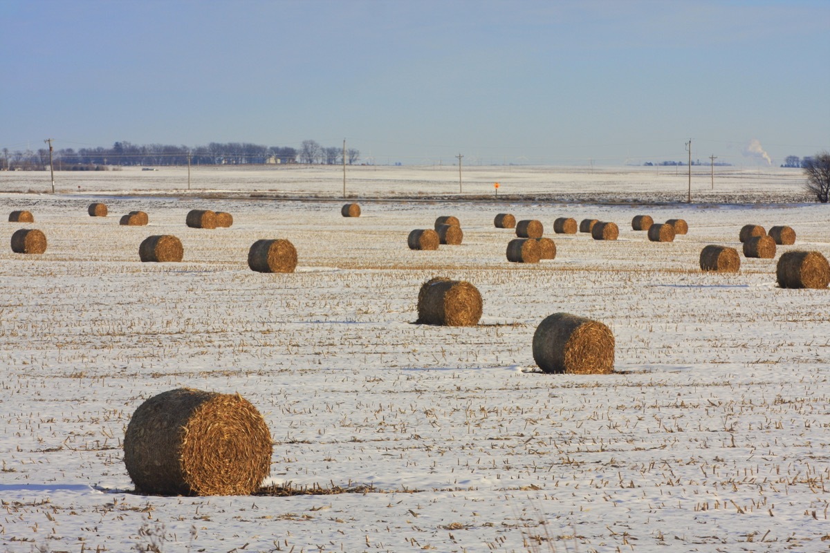 Cornstalk bales in a snowy field in Iowa