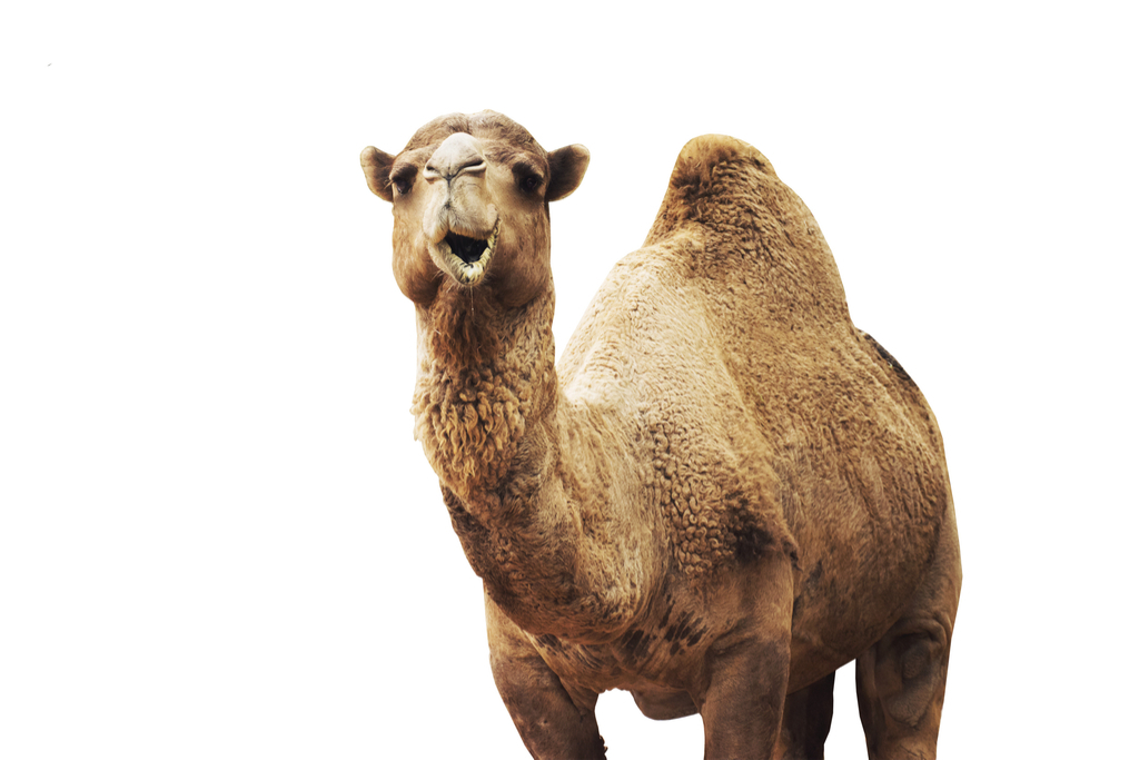 Camel Bogus 20th Century Facts